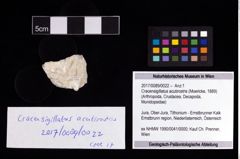 Foto (Objekt + Etikett) von Cracensigillatus acutirostris (Moericke, 1889)  (NHMW-GEO-2017-0089-0022)